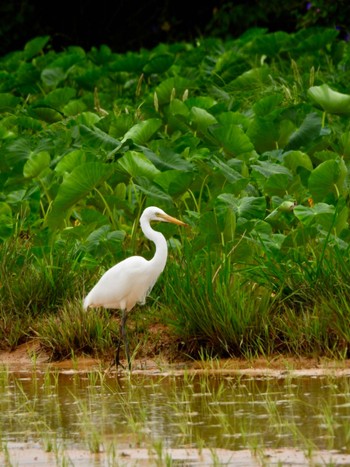 Medium Egret 金武町田いも畑(沖縄県) Tue, 3/29/2022