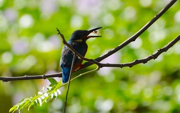 Tue, 10/18/2022 Birding report at 恩智川治水緑地