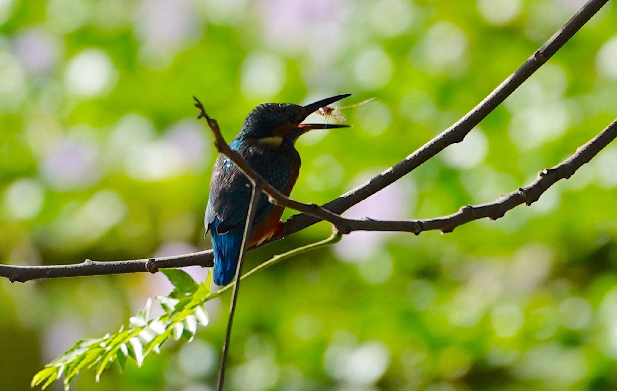 Photo of Common Kingfisher at 恩智川治水緑地 by アルキュオン