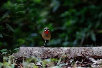 Siberian Rubythroat Osaka castle park Sun, 10/16/2022