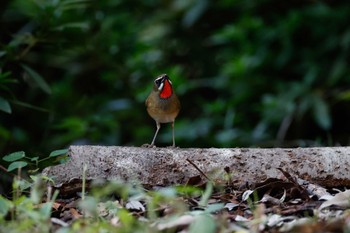 Siberian Rubythroat Osaka castle park Sun, 10/16/2022