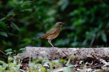 Siberian Rubythroat Osaka castle park Sun, 10/16/2022