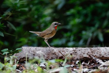 Siberian Rubythroat Osaka castle park Sun, 10/16/2022