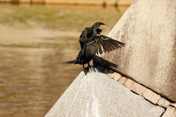 Great Cormorant Osaka castle park Sun, 10/16/2022