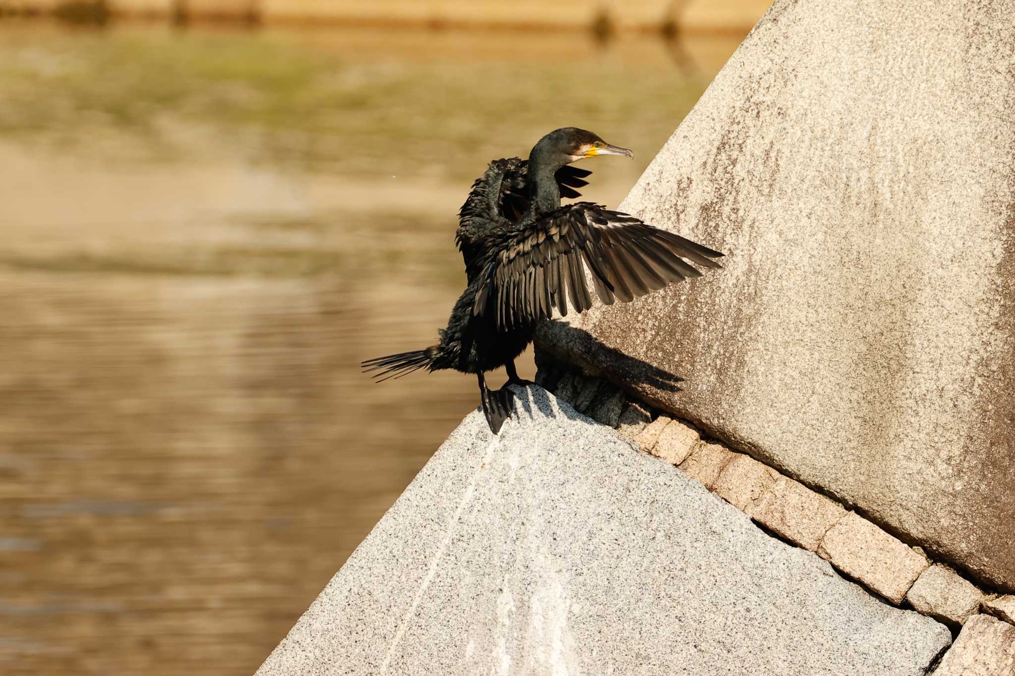 Photo of Great Cormorant at Osaka castle park by 蕾@sourai0443