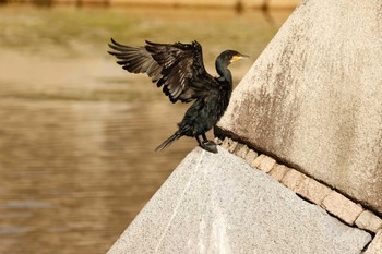 Great Cormorant Osaka castle park Sun, 10/16/2022