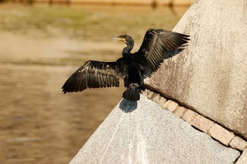 Great Cormorant Osaka castle park Sun, 10/16/2022