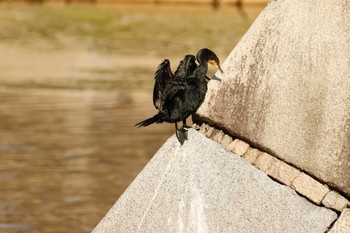 Great Cormorant Unknown Spots Sun, 10/16/2022