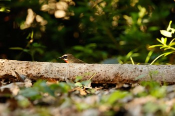 Siberian Rubythroat Osaka castle park Sun, 10/16/2022