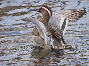 Tue, 2/13/2018 Birding report at Nogawa