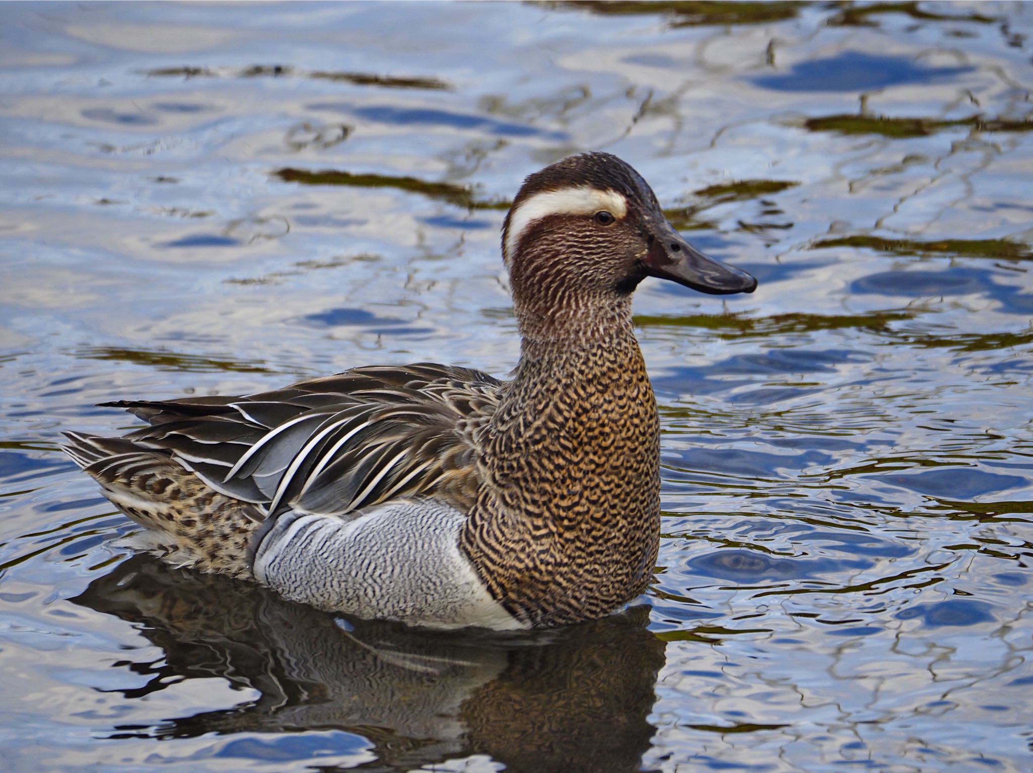 Garganey