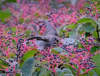 Grey-streaked Flycatcher 東京都立桜ヶ丘公園(聖蹟桜ヶ丘) Tue, 10/18/2022