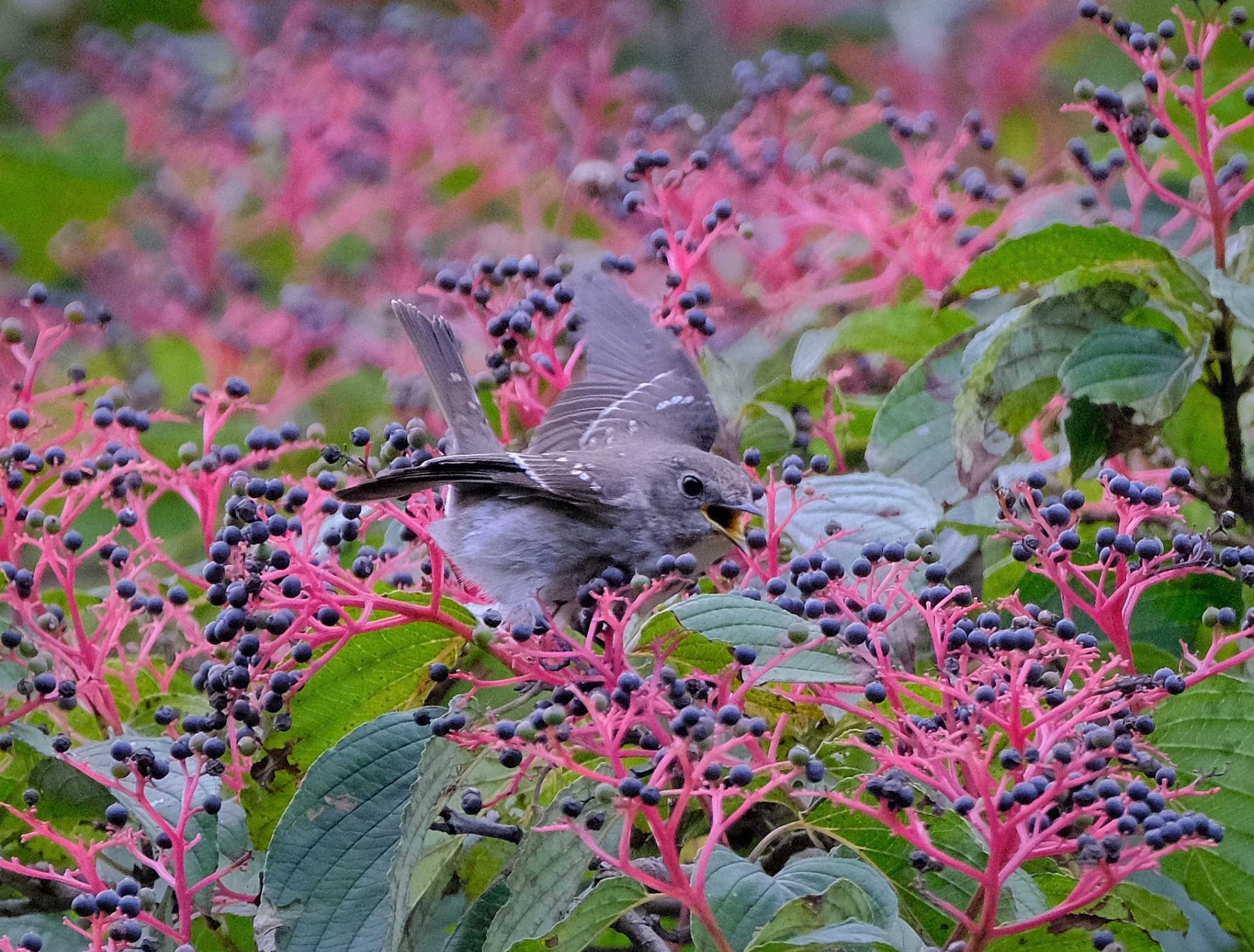 東京都立桜ヶ丘公園(聖蹟桜ヶ丘) エゾビタキの写真 by taiga