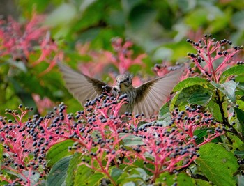 Grey-streaked Flycatcher 東京都立桜ヶ丘公園(聖蹟桜ヶ丘) Tue, 10/18/2022