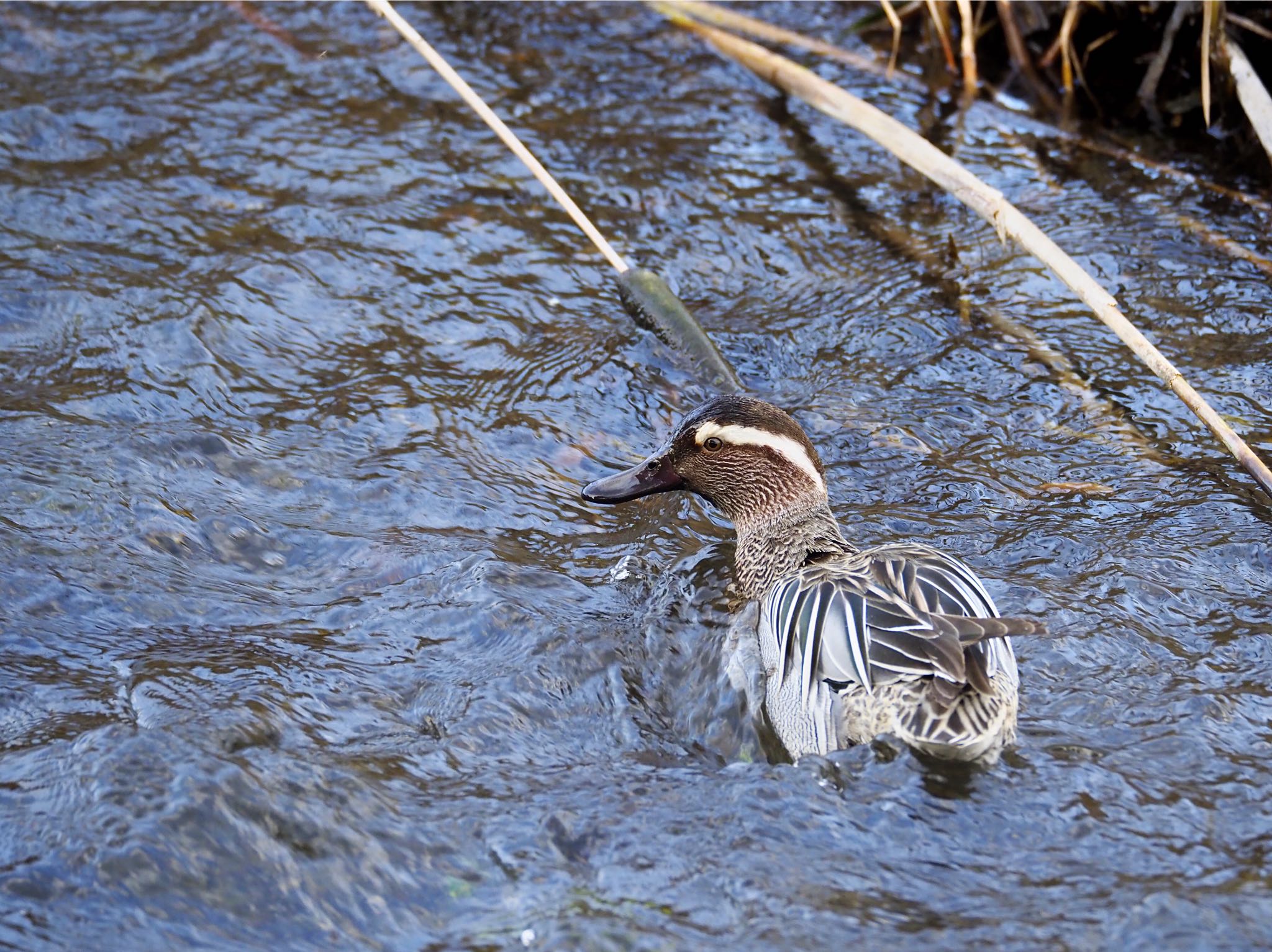 Garganey