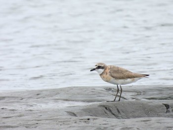 メダイチドリ ふなばし三番瀬海浜公園 2022年9月23日(金)