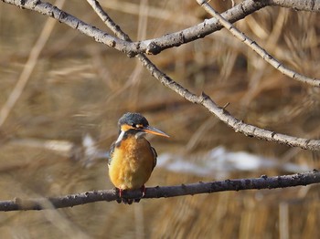 カワセミ 水元公園 2018年2月12日(月)