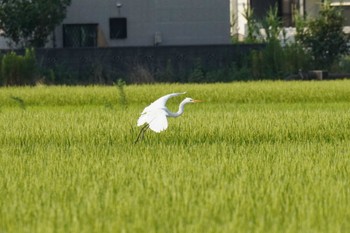 Great Egret(modesta)  埼玉県 Wed, 8/3/2022