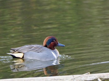 アメリカコガモ 水元公園 2018年2月12日(月)