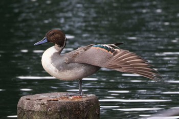 オナガガモ 中郷温水池公園(三島市) 2022年10月18日(火)