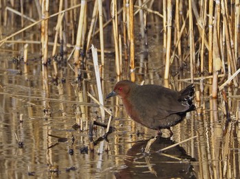 2018年2月12日(月) 水元公園の野鳥観察記録