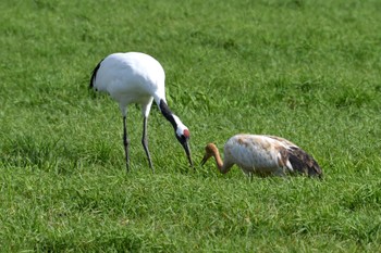 Red-crowned Crane 道東 Sun, 10/16/2022