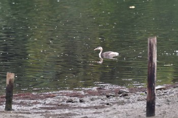 カンムリカイツブリ 長浜公園 2022年10月17日(月)