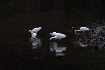 コサギ 長浜公園 2022年10月17日(月)