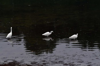 コサギ 長浜公園 2022年10月17日(月)