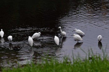 コサギ 長浜公園 2022年10月18日(火)