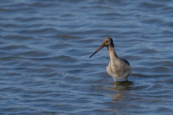 Black-tailed Godwit Isanuma Wed, 10/19/2022