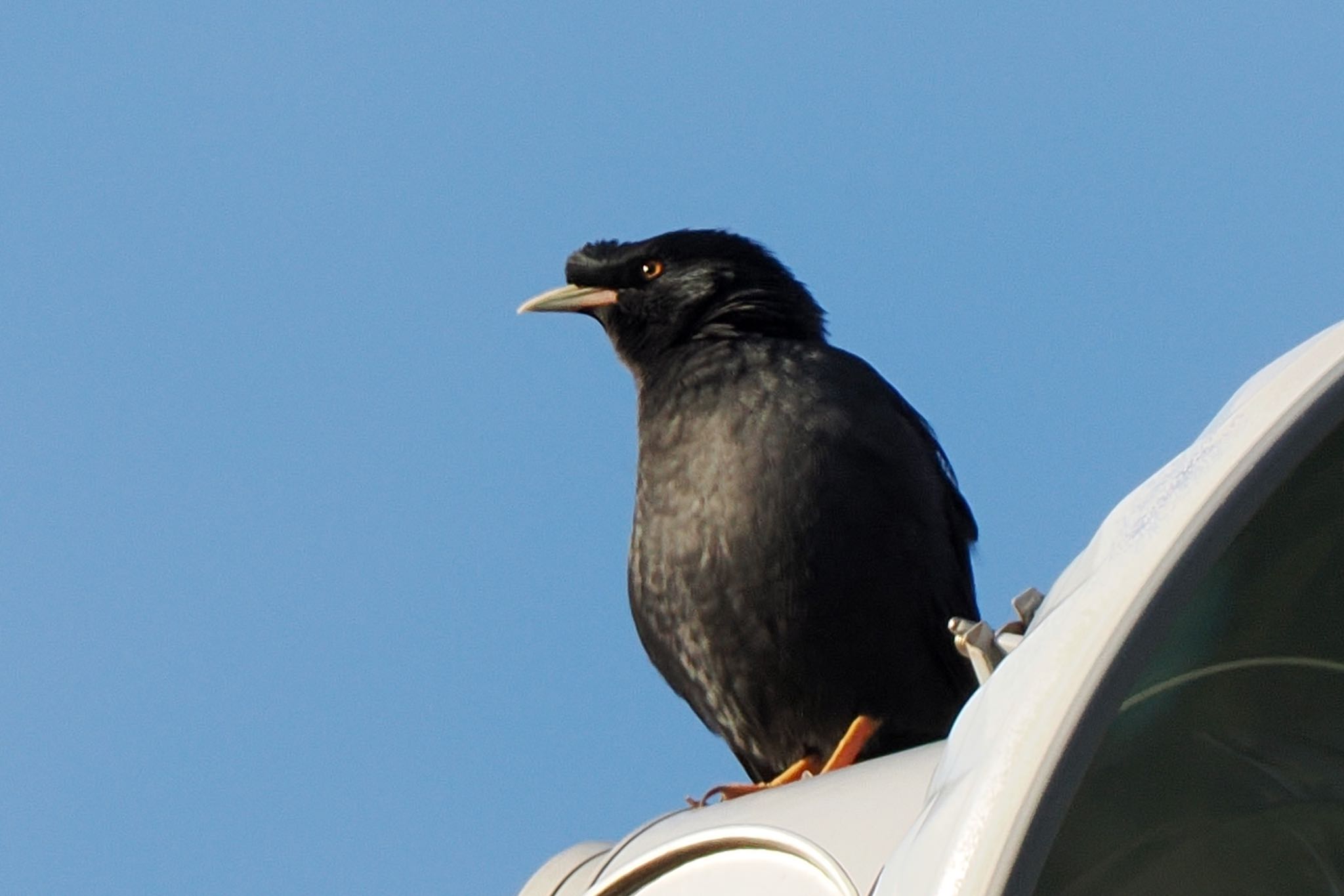 Crested Myna