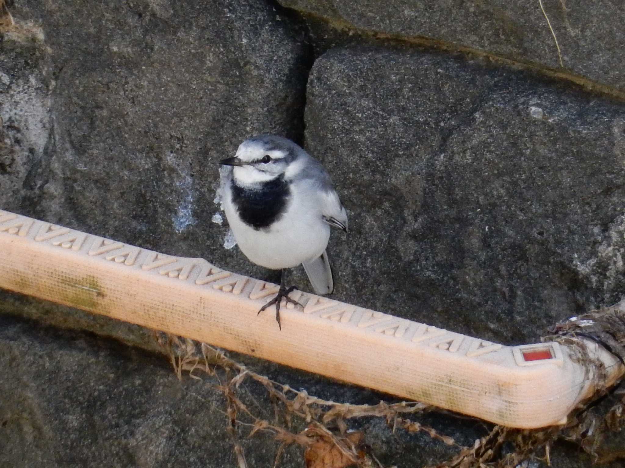 White Wagtail