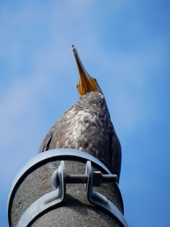 Great Cormorant 平和の森公園、妙正寺川 Wed, 10/19/2022