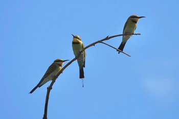 Rainbow Bee-eater ケアンズ Thu, 9/29/2022