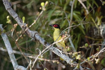 Australasian Figbird ケアンズ Thu, 9/29/2022