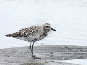 ダイゼン ふなばし三番瀬海浜公園 2022年9月23日(金)