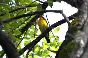 キビタキ 三宝寺池 2022年10月19日(水)