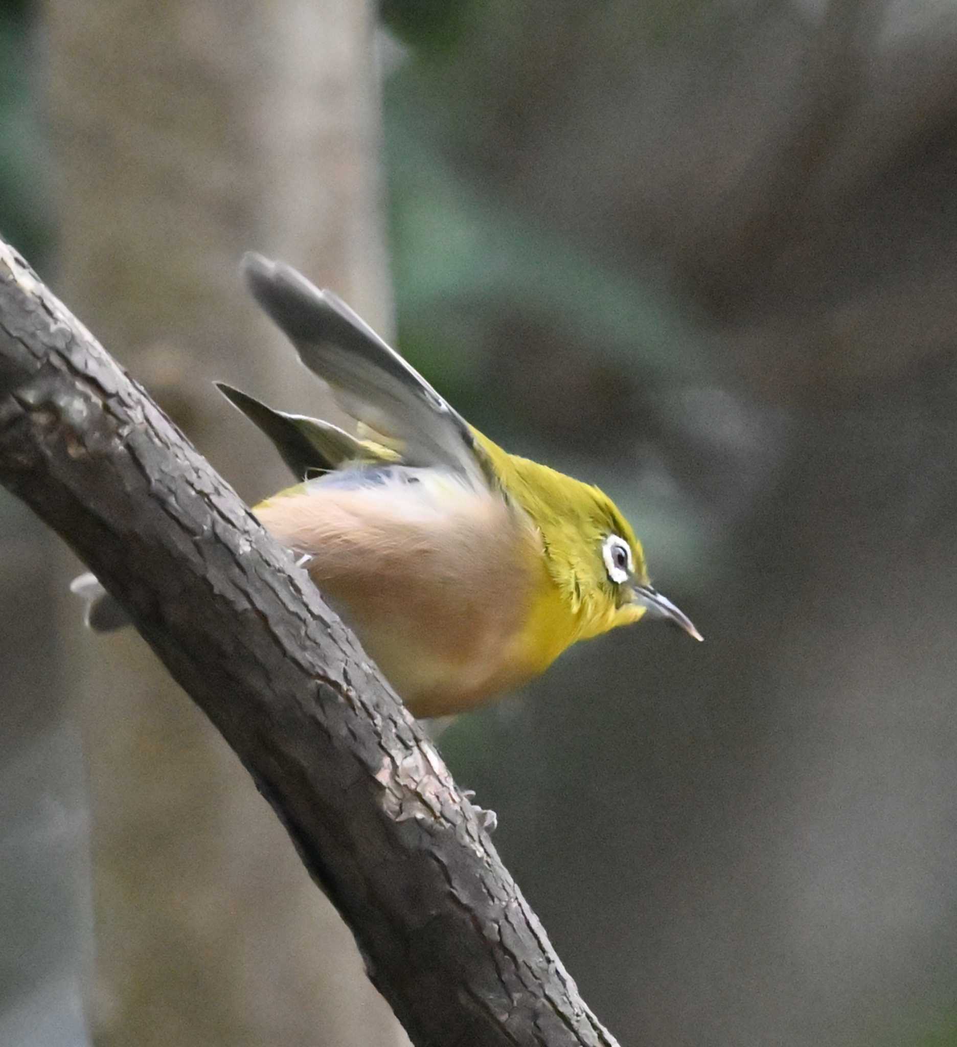 近くのカキを狙っています　