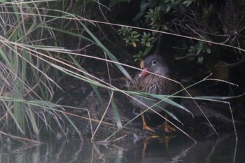 Mandarin Duck 周南緑地公園(山口県周南市) Mon, 10/17/2022