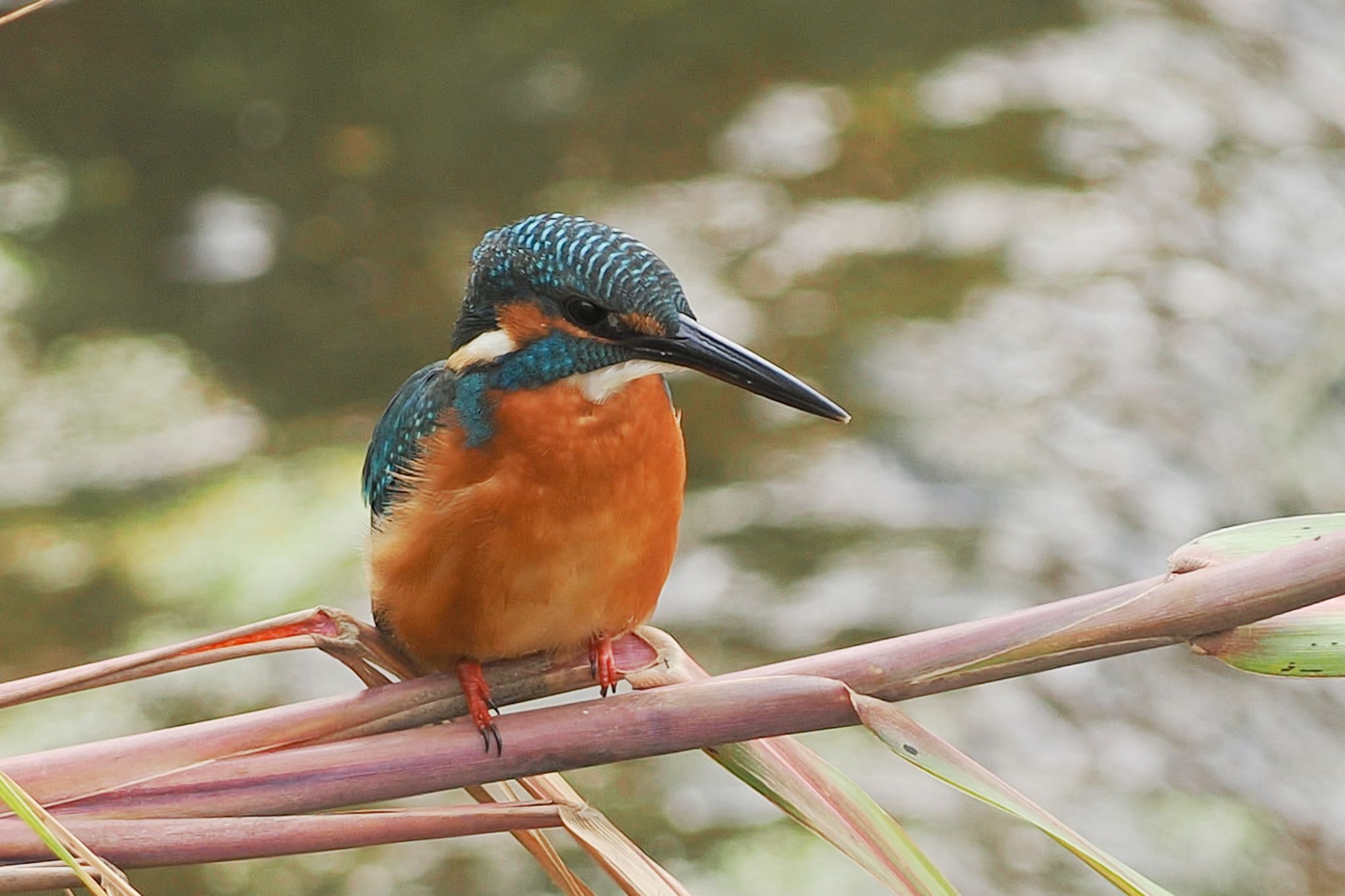 Common Kingfisher