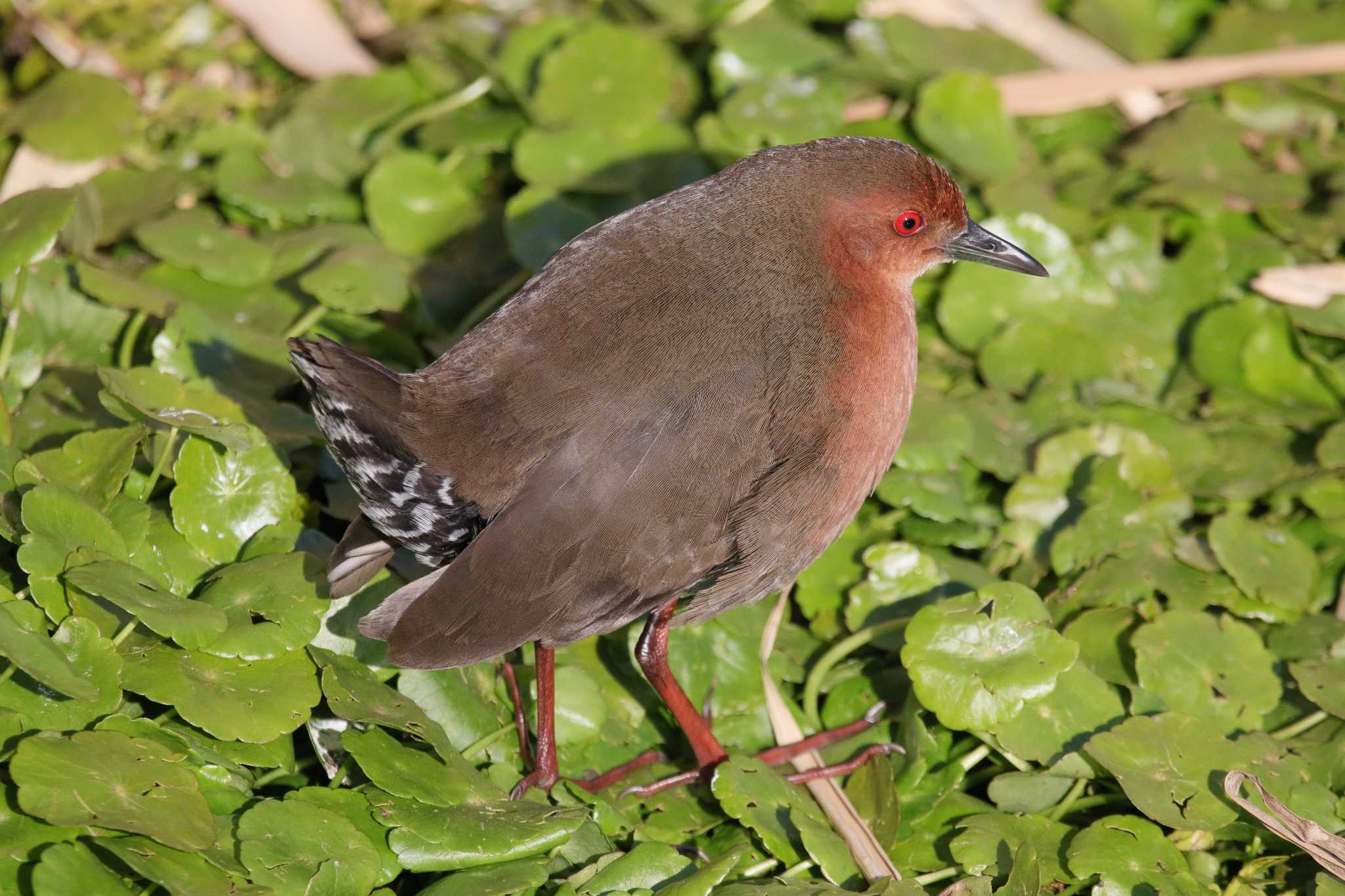 Photo of Ruddy-breasted Crake at  by みっちー