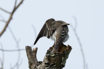 エゾビタキ 東京港野鳥公園 2022年10月9日(日)