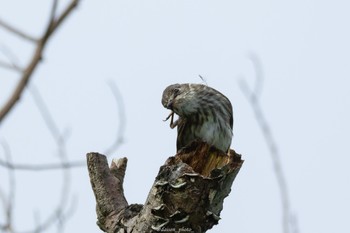 エゾビタキ 東京港野鳥公園 2022年10月9日(日)