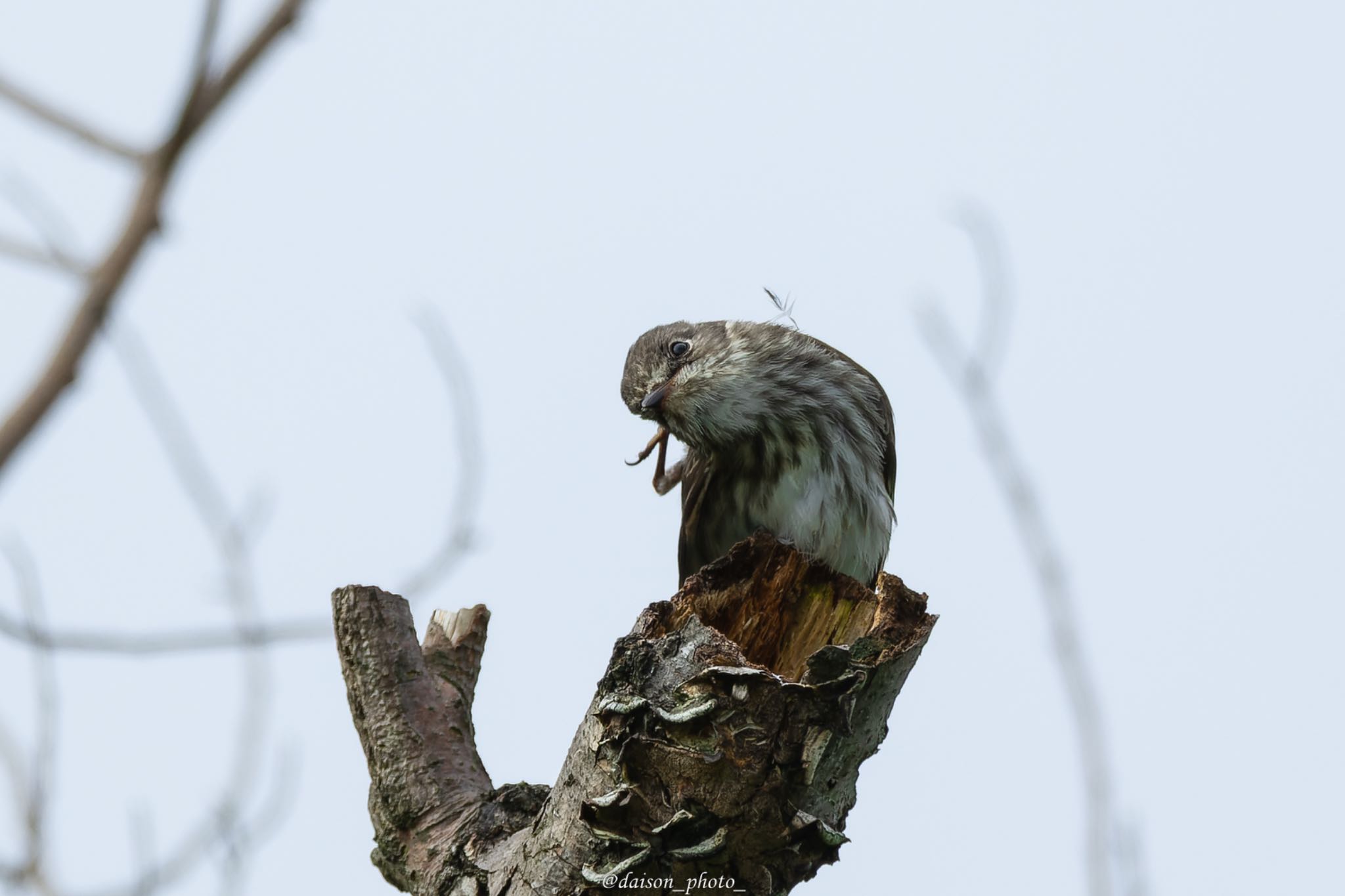 東京港野鳥公園 エゾビタキの写真 by Daison