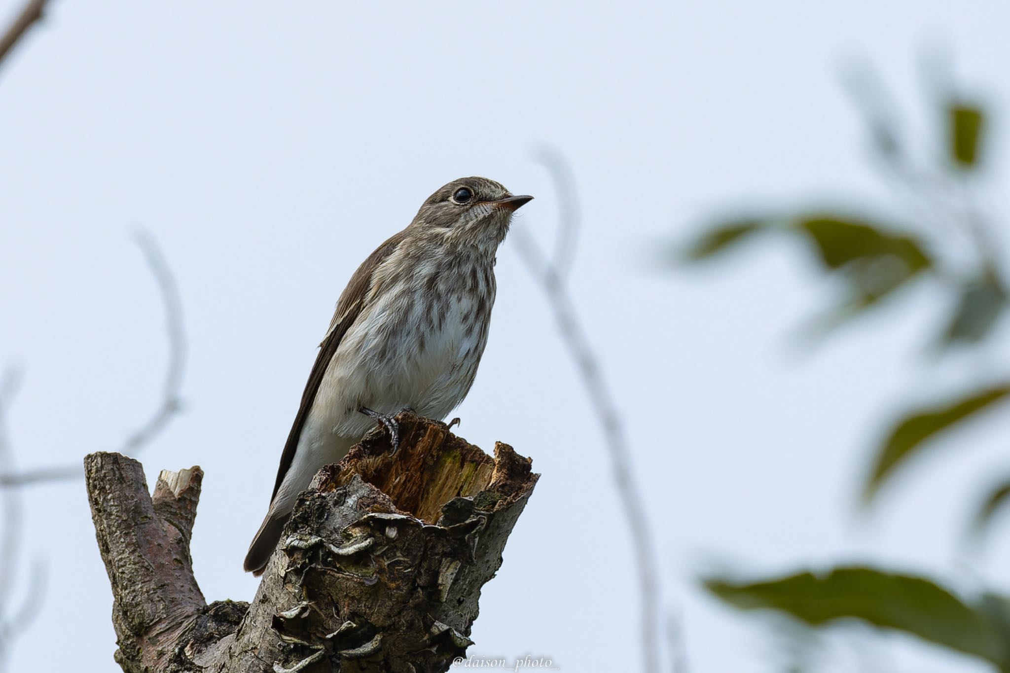 東京港野鳥公園 エゾビタキの写真