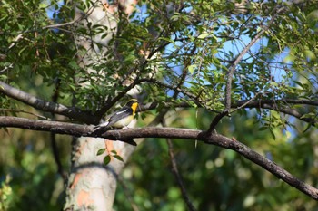 Narcissus Flycatcher 久宝寺緑地公園 Sat, 10/15/2022