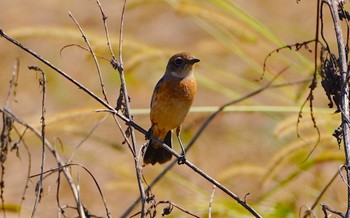 Amur Stonechat 恩智川治水緑地 Wed, 10/19/2022