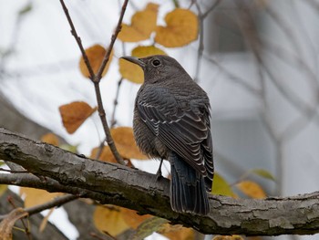 Blue Rock Thrush 小柴自然公園 Wed, 10/19/2022