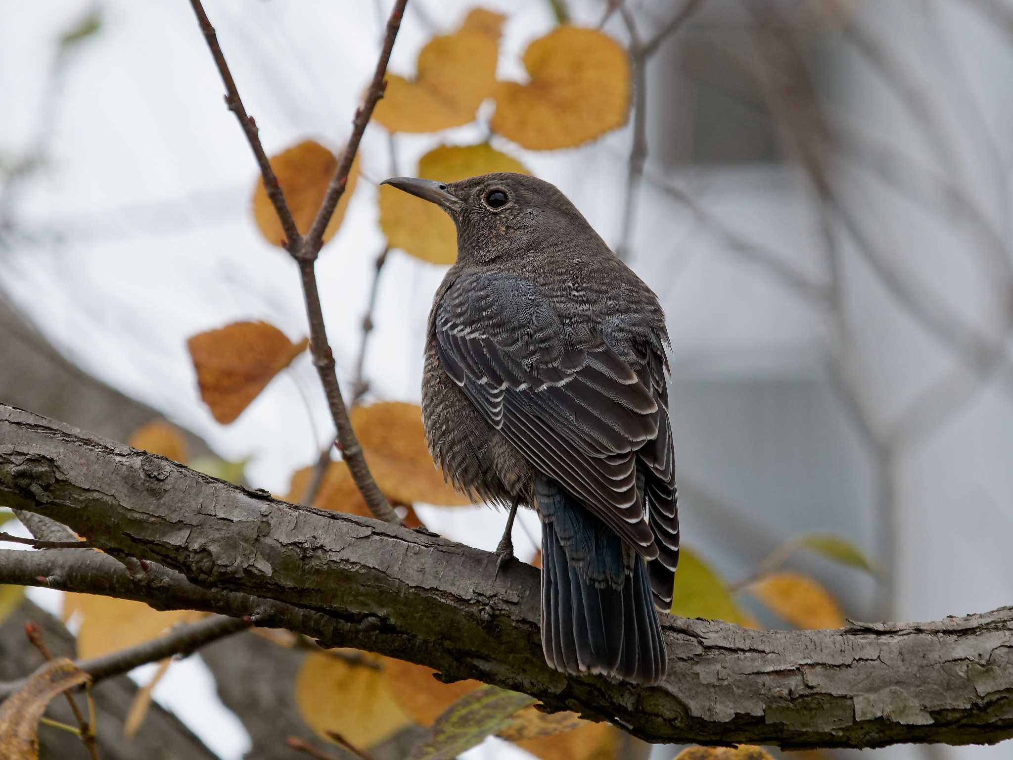 Photo of Blue Rock Thrush at 小柴自然公園 by しおまつ